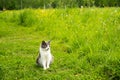 Young adorable gray and white cat is playing in the yard Royalty Free Stock Photo