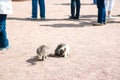 Young adorable gray and white cat is playing in the yard Royalty Free Stock Photo