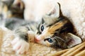 Young adorable kitten in a basket.