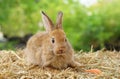 Young adorable rabbit,brown bunny fluffy sitting on dry straw, easter animal symbol