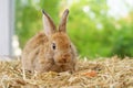 Young adorable rabbit,brown fluffy bunny sitting on dry straw