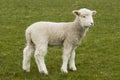 Young, adorable white lamb stading in grass field