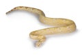 Albino Boa Constrictor snake on white