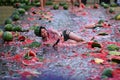 Young adult Asian woman having fun at The Chinchilla Melon Festival