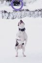 Young adult beautiful american staffordshire terrier dog jump to puller in winter on snow