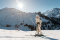 Young adult beautiful happy attractive caucasian smiling skier woman full lenght body portrait mountain peak showing