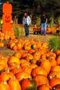 A young adult couple search for the perfect pumpkin