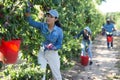 Woman farmer picking plums in fruit garden Royalty Free Stock Photo