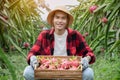 Pitaya fruit farmer Royalty Free Stock Photo