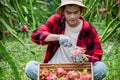 Pitaya fruit farmer Royalty Free Stock Photo