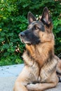 Young adult German shepherd sheepdog sitting down in the backyard low angle front view