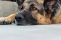 Young adult German shepherd sheepdog sitting down close up head shot low angle front view