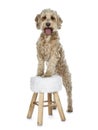 Young adult Golden Labradoodle dog, Isolated on a white background. Royalty Free Stock Photo