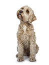 Young adult Golden Labradoodle dog, Isolated on a white background. Royalty Free Stock Photo