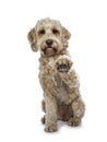 Young adult Golden Labradoodle dog, Isolated on a white background.