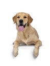 Golden Retriever dog on white background Royalty Free Stock Photo