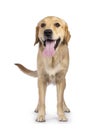 Golden Retriever dog on white background Royalty Free Stock Photo