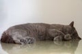 Young adult gray British Shorthair cat lying on work desk sleeping Royalty Free Stock Photo