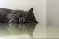 Young adult gray British Shorthair cat sleeping on work desk Royalty Free Stock Photo