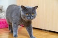 Young adult gray British Shorthair cat with yellow eyes, looking somewhere at home Royalty Free Stock Photo