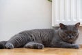 Young adult gray British Shorthair cat with yellow eyes lying on the floor Royalty Free Stock Photo