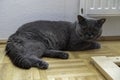 Young adult gray British Shorthair cat with yellow eyes lying on the floor Royalty Free Stock Photo