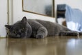 Young adult gray British Shorthair cat with yellow eyes lying on the floor Royalty Free Stock Photo