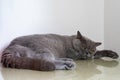 Young adult gray British Shorthair cat with yellow eyes lying on work desk Royalty Free Stock Photo