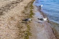 Young and adult Great black-backed gulls stand on the sandy-shell coast of the Black Sea in the Zaliznyi port Kherson region,