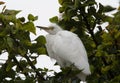 Young adult Great Egret bird Cababysmerodius albus Royalty Free Stock Photo