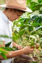 Young adult harvesting coffee bales. Young coffee grower at work. Farmer with hat working in the sun.