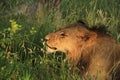 Young adult male lion feeling romantic, central kalahari desert botswana africa Royalty Free Stock Photo