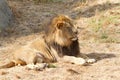 Young adult male lion laying on brown dry grass Royalty Free Stock Photo