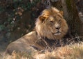 Young adult male lion laying on dry grass in shade of trees Royalty Free Stock Photo