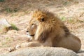 Young adult male lion laying on a rock in dry grass Royalty Free Stock Photo