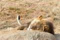 Young adult male lion laying on a rock napping Royalty Free Stock Photo