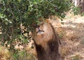 Young adult male lion petting himself on tree branches