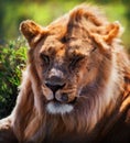 Young adult male lion portrait. Safari in Serengeti, Tanzania, Africa Royalty Free Stock Photo