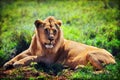 Young adult male lion on savanna. Safari in Serengeti, Tanzania, Africa