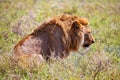 Young adult male lion on savanna. Safari in Serengeti, Tanzania, Africa