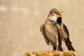 Young and adult rosy Starling stands on a beautiful background Royalty Free Stock Photo