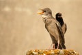 Young and adult rosy Starling stands on a beautiful background Royalty Free Stock Photo
