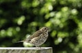 Young adult of song thrush.