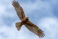 Young adult Western marsh harrier female in flight against the clouds. Hawk, falcons, raptors, birds, Circus aeroginosus