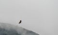 Young adult Western marsh harrier female in flight against the clouds. Hawk, falcons, raptors, birds, Circus aeroginosus