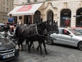 Young adult woman drives a horse-drawn carriage Royalty Free Stock Photo