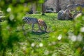 Young and adult zebras, black and white pattern zebra on green grass