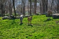 Young and adult zebras, black and white pattern zebra on green grass Royalty Free Stock Photo