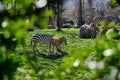 Young and adult zebras, black and white pattern zebra on green grass Royalty Free Stock Photo