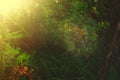 A young adventurer with a backpack standing in forest after tired  .concept of living and adventure on a single holiday in the jun Royalty Free Stock Photo